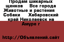 Продам шикарных щенков  - Все города Животные и растения » Собаки   . Хабаровский край,Николаевск-на-Амуре г.